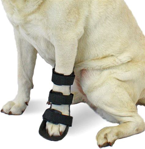 Pet Injury Protection