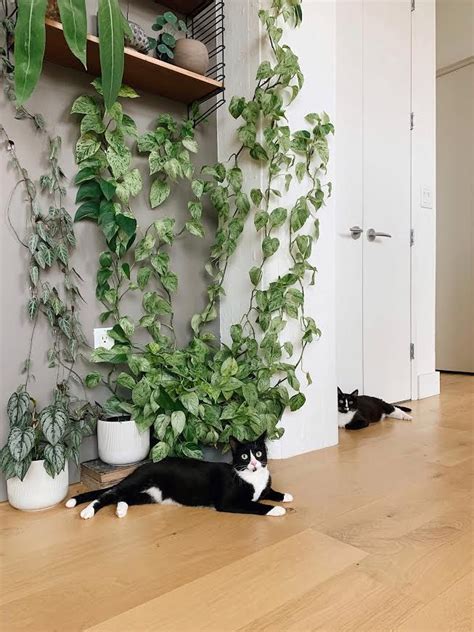 pet safe climbing plants