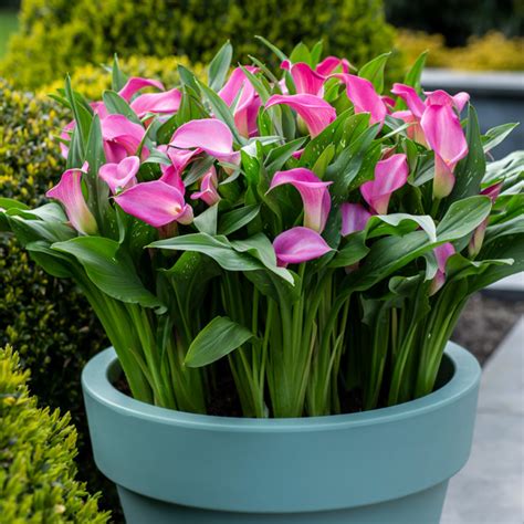 peter's pride calla lily