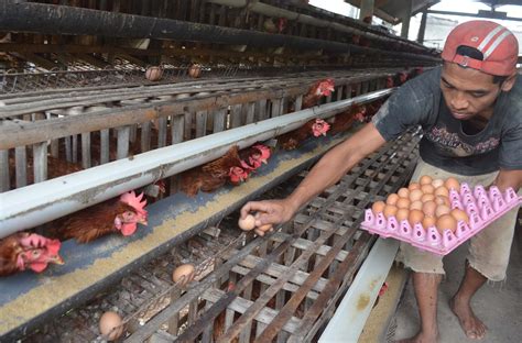 Peternakan Ayam di Indonesia