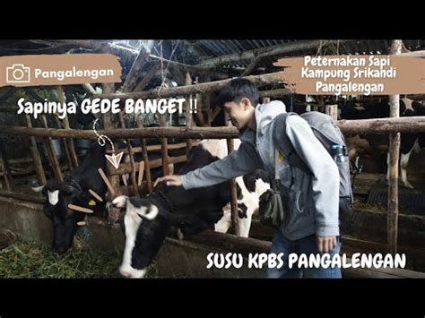 peternakan sapi pangalengan