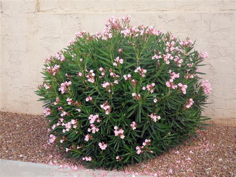 petite salmon oleander