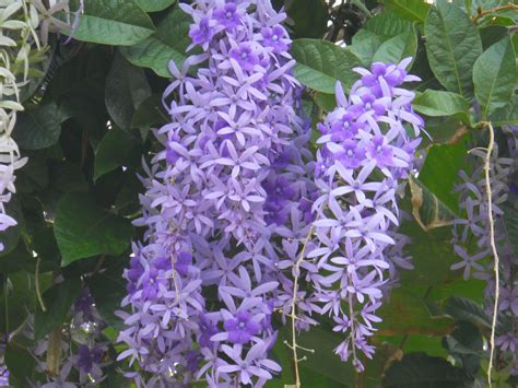 petrea volubilis
