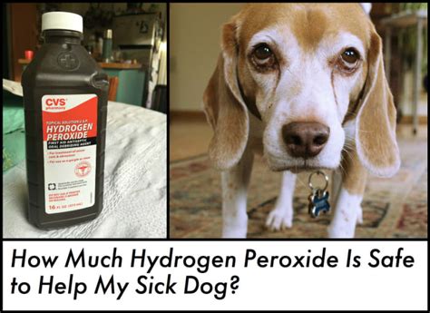 pets receiving hydrogen peroxide
