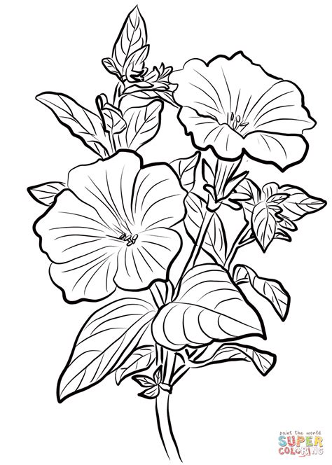 petunia coloring pages