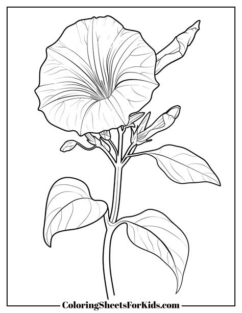 petunia coloring pages
