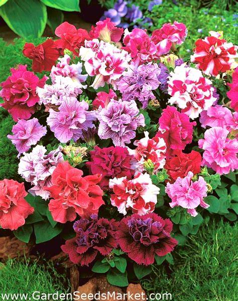 petunia double cascade