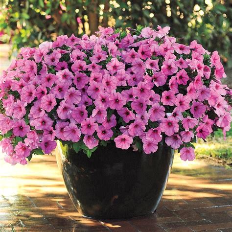 petunia easy wave pink passion