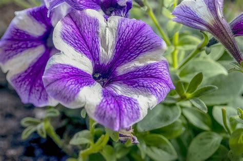 petunia flower