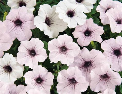 petunia tidal wave silver
