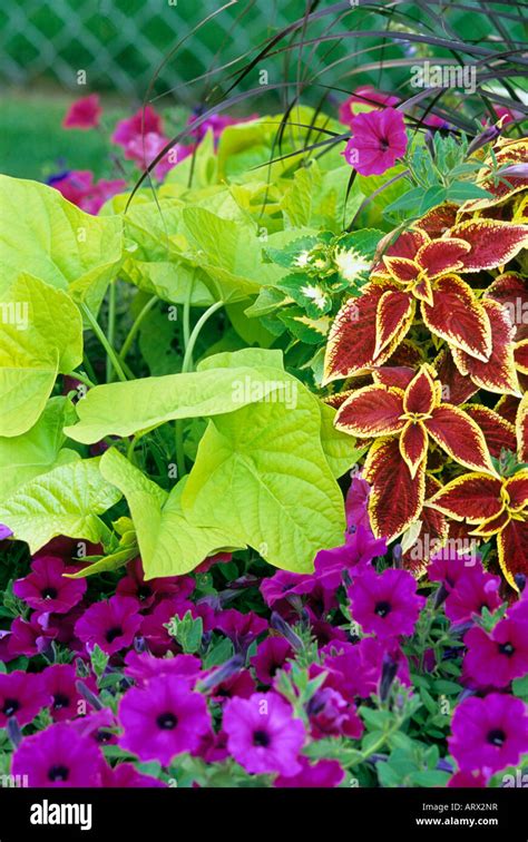 The Beautiful and Versatile Petunia Vine: Everything You Need to Know