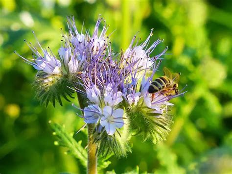 phacelia companion plant