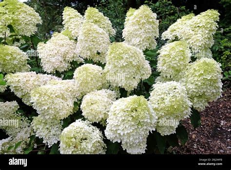 phantom white hydrangea
