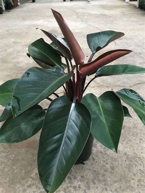 philo congo rojo