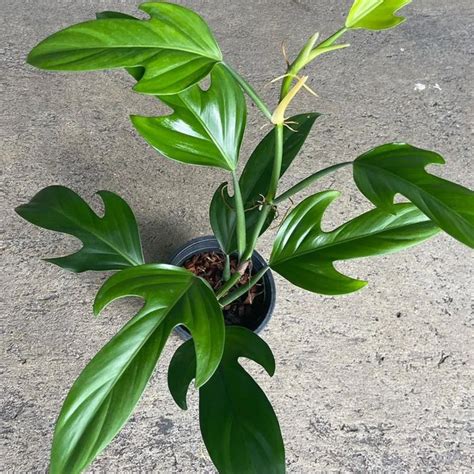 philo panduriforme