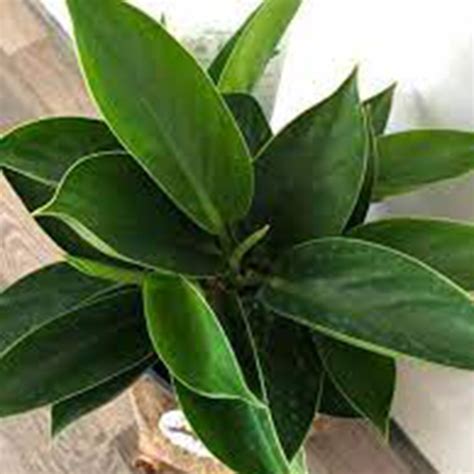 philodendron apple