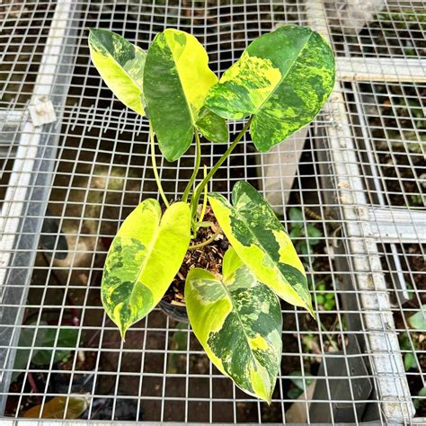 philodendron burlemarx