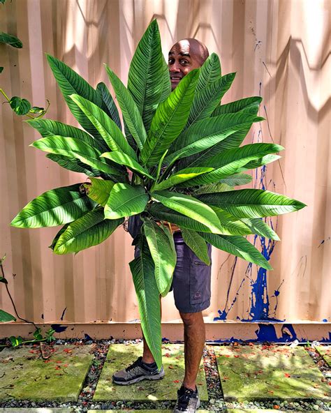 philodendron campii