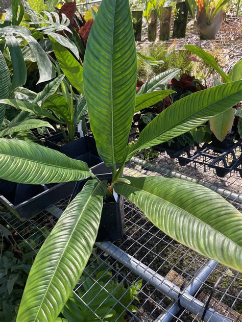 philodendron campii lynette