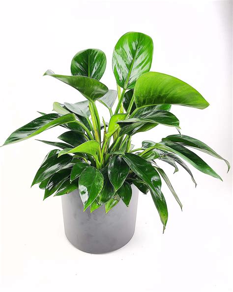 philodendron congo apple