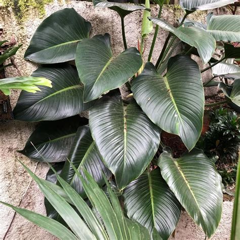 philodendron congo green
