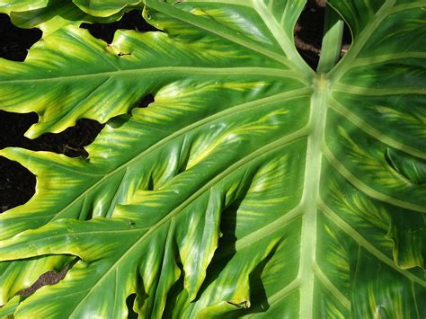philodendron elephant ear