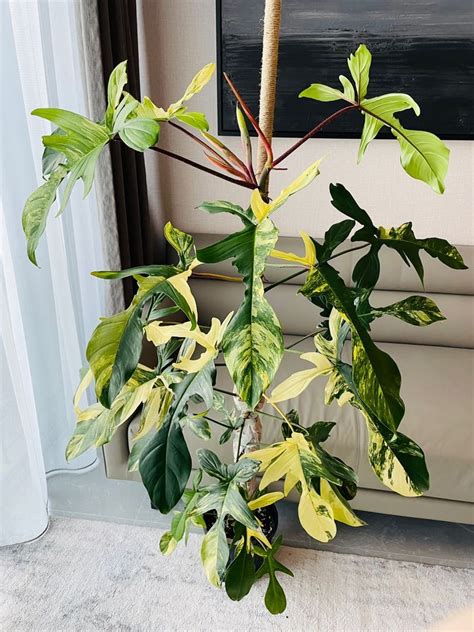 philodendron florida
