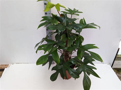 philodendron green