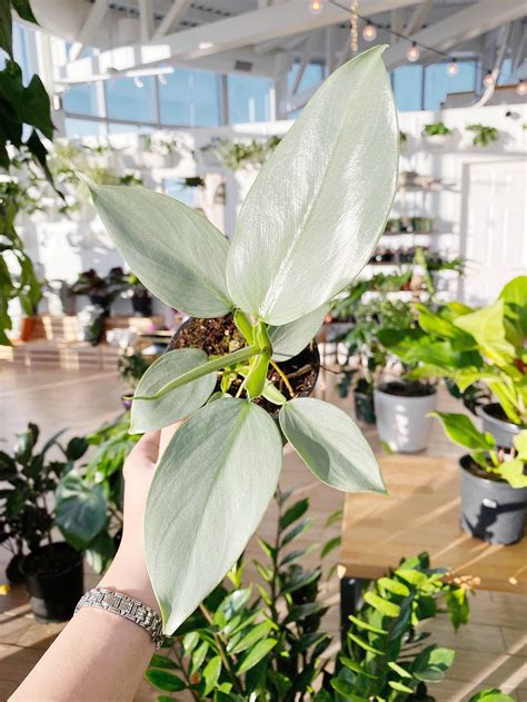 philodendron grey