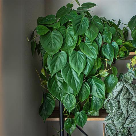 philodendron low light