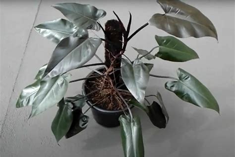 philodendron majesty