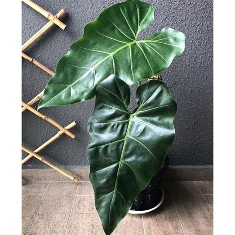 philodendron maximum