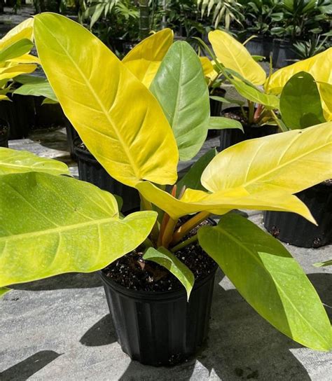 philodendron melinonii gold
