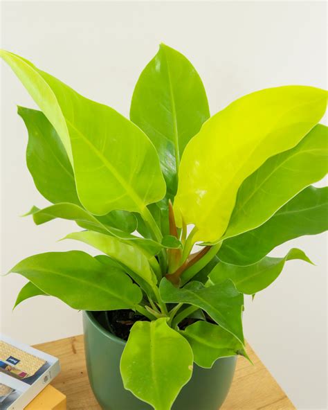 philodendron moonlight
