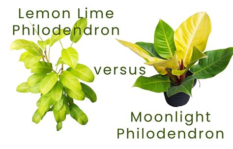philodendron moonlight vs lemon lime