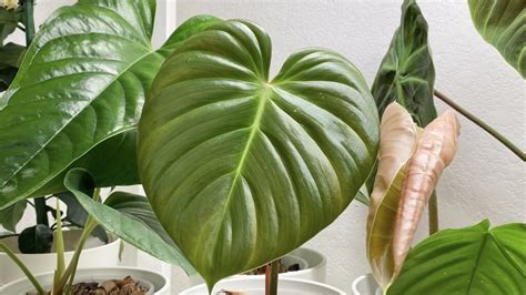 philodendron nangaritense