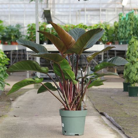 philodendron red