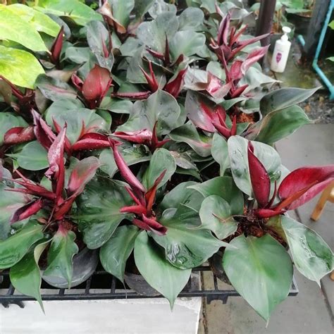 philodendron red heart