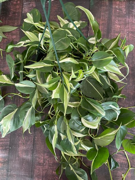 philodendron silver stripe