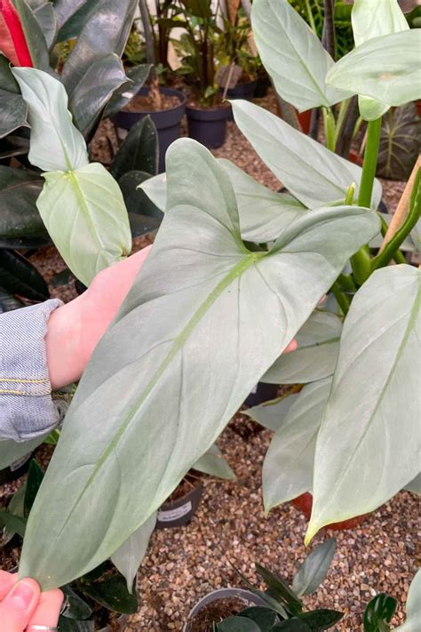 philodendron silversword