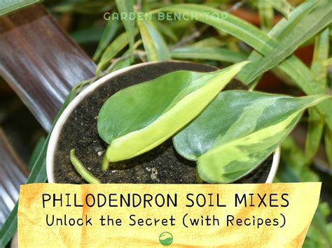 philodendron soil