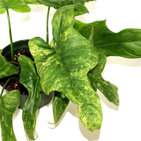 philodendron splash gordon