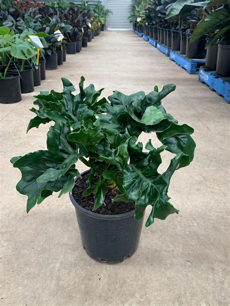 philodendron super atom