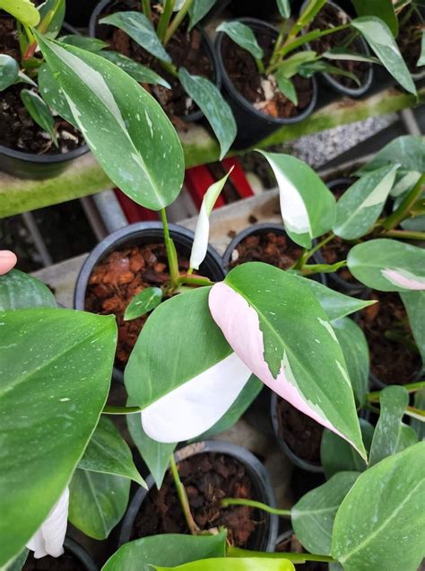 philodendron tricolor