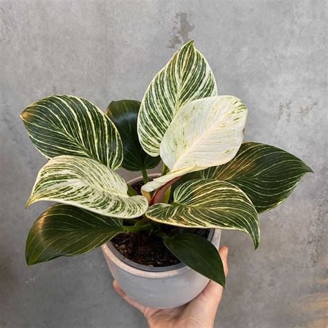 philodendron white measure