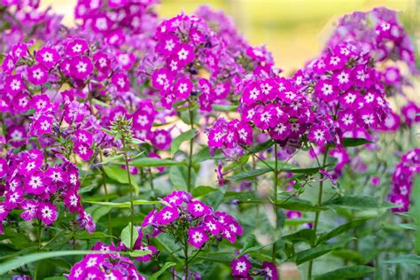 phlox care