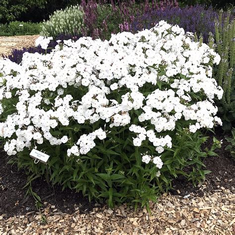 phlox david