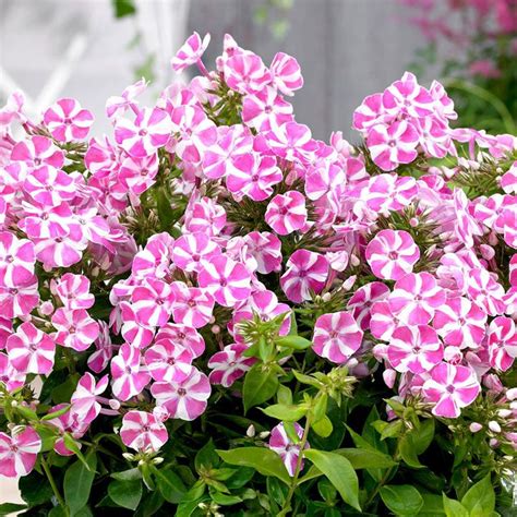 phlox deer resistant