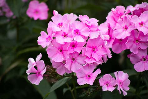 phlox drummondii