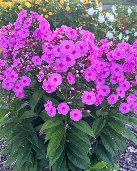 phlox hummingbirds